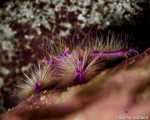 Bunaken, hairy squat lobster, dodgy wifi upload failed, t... by Elaine Wallace 
